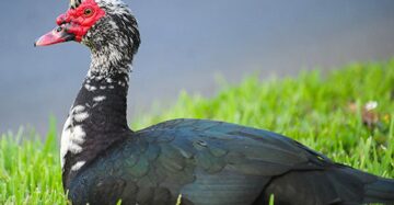 দেশী চিনা হাঁস