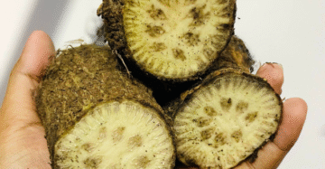 চুই ঝাল বড় সাইজের