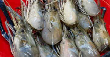 চিংড়ি মাছের ঘিলু সহ মাথা