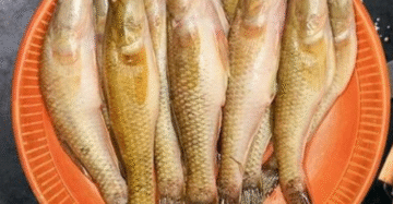 বেলে মাছ বড় সাইজের রেডি টু কুক